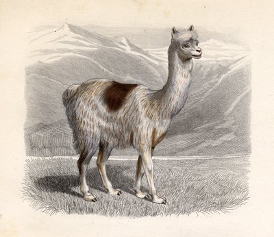 The Llama, Engraved by E. Ramus by H. Gobin